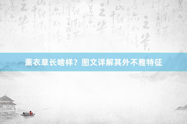 薰衣草长啥样？图文详解其外不雅特征